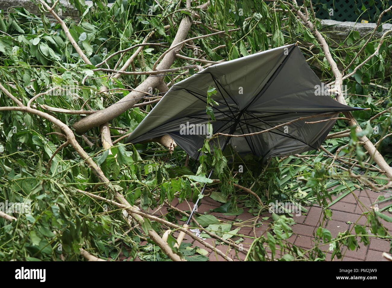 An outdoor umbrella blown over and destroyed by Typhoon Mangkhut in Hong Kong in 2018, surrounded by fallen branches and debris. The image captures the aftermath of the powerful tropical storm, which caused widespread damage to public spaces and outdoor furniture. The force of the typhoon’s winds left a trail of destruction, with personal items and outdoor structures scattered across the urban environment. Stock Photo
