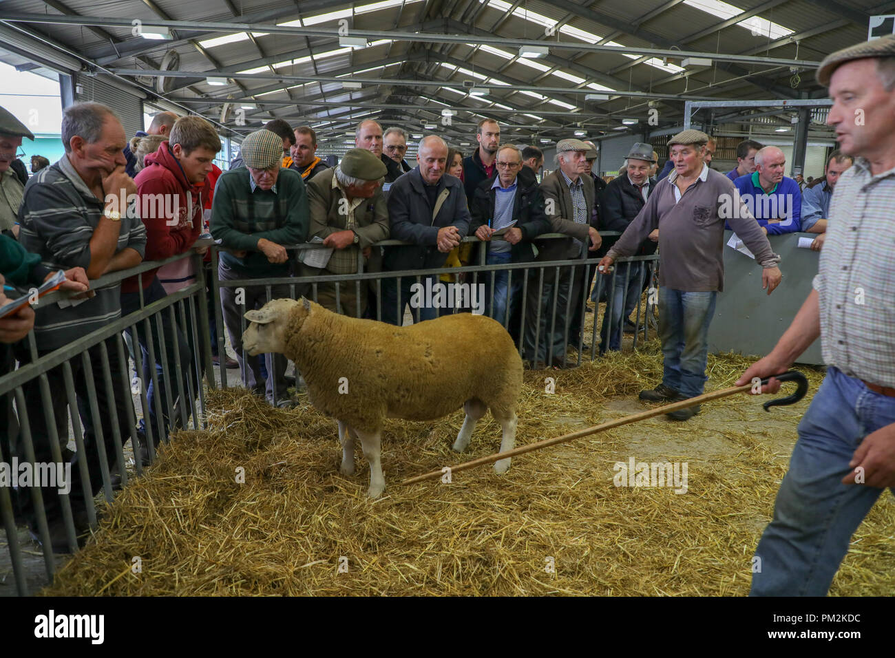 National Sheep Association Ram Sale,Royal Welsh Showground, Llanelwedd,  near Builth Wells, Powys, Mid Wales, UK. 17th September 2018. An estimated 5000 head of rams were auctioned today at the 40th annual National Sheep Association Ram sale, reported to be the largest Ram sale in Europe,  which took place today Royal Welsh Showground, Llanelwedd, Wales. Credit: Haydn Denman/Alamy Live News Stock Photo