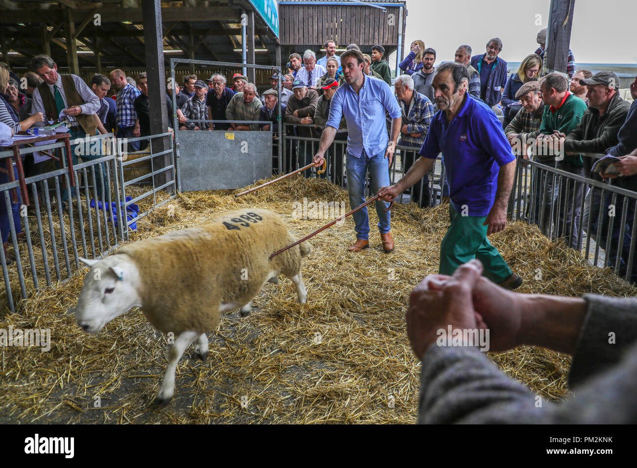 National Sheep Association Ram Sale,Royal Welsh Showground, Llanelwedd, near Builth Wells, Powys, Mid Wales, UK. 17th September 2018. An estimated 5000 head of rams were auctioned today at the 40th annual National Sheep Association Ram sale, reported to be the largest Ram sale in Europe, which took place today Royal Welsh Showground, Llanelwedd, Wales. Credit: Haydn Denman/Alamy Live News Stock Photo
