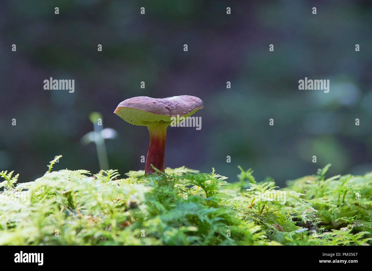 mushroom in rainforest. A close up Stock Photo