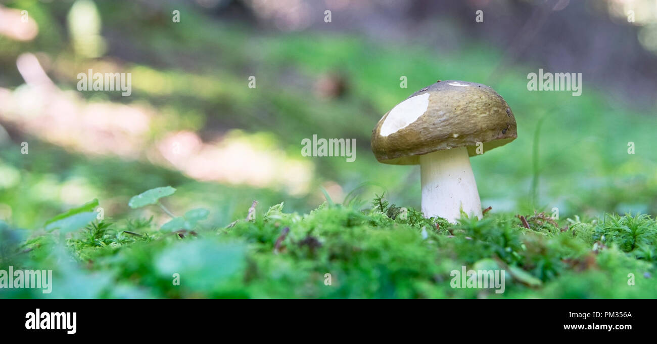 Mushroom and Moss in the forest Stock Photo