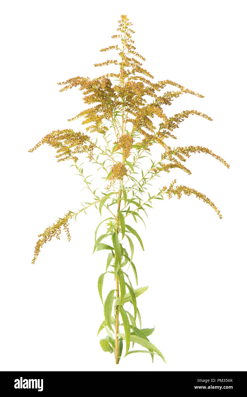 solidago (goldenrod) medicinal herb plant. Isolated on white background Stock Photo