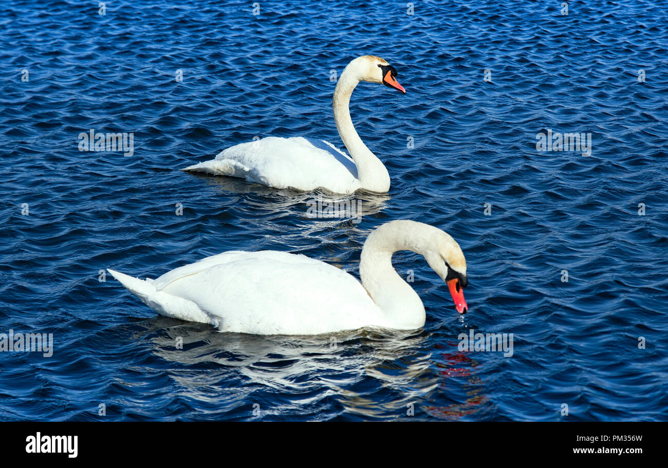 two swans In Winter Stock Photo