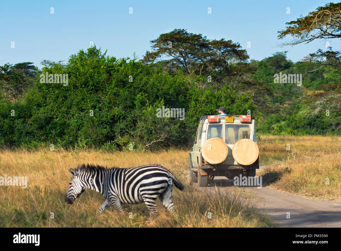 Safari Vehicle with Tourist on a Game Drive, Zebra running past and 4X4 Safari Vehicle Stock Photo