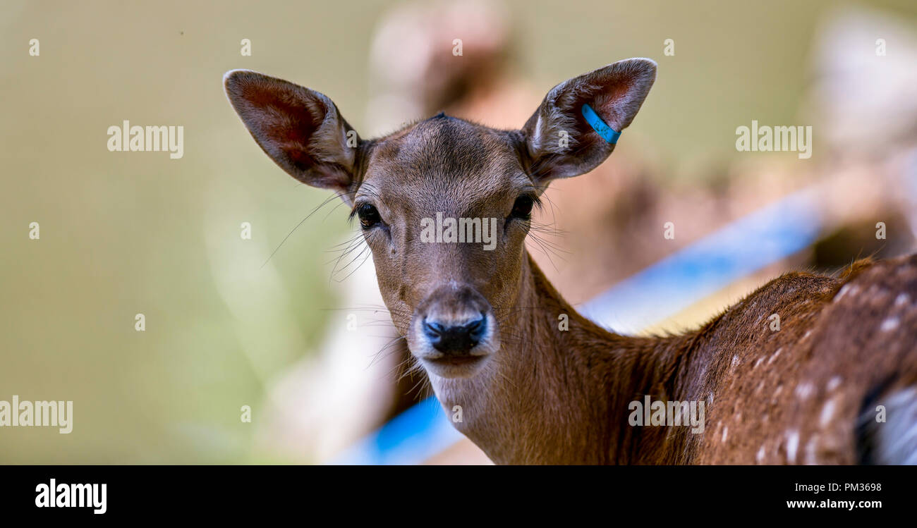 Spotted female fallow deer in lush landscape looking straight at camera Stock Photo