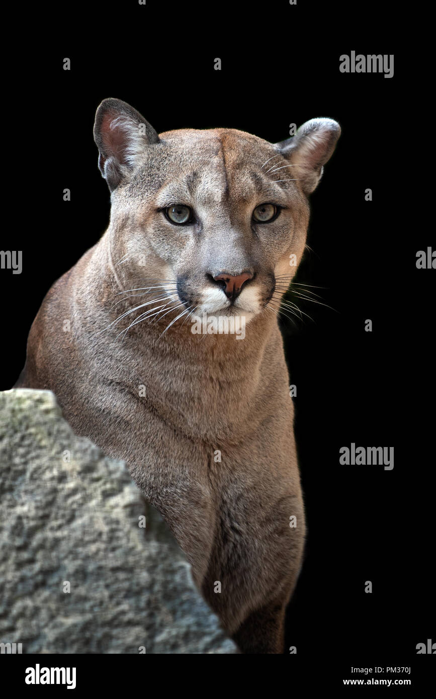 Portrait of a cougar, mountain lion, puma on black background Stock Photo -  Alamy