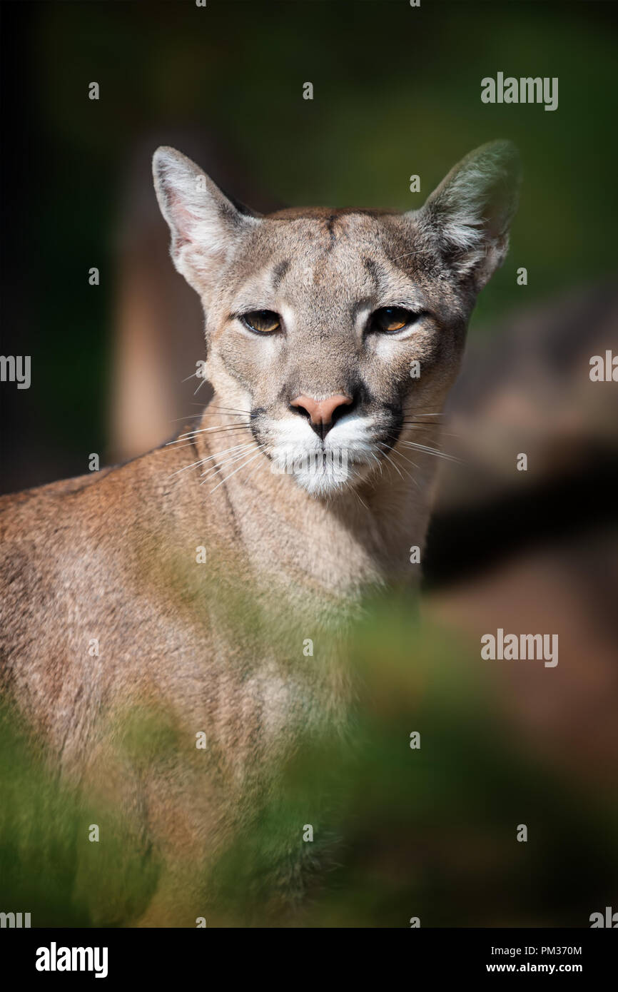 Mountain lion face hi-res stock photography and images - Page 4 - Alamy