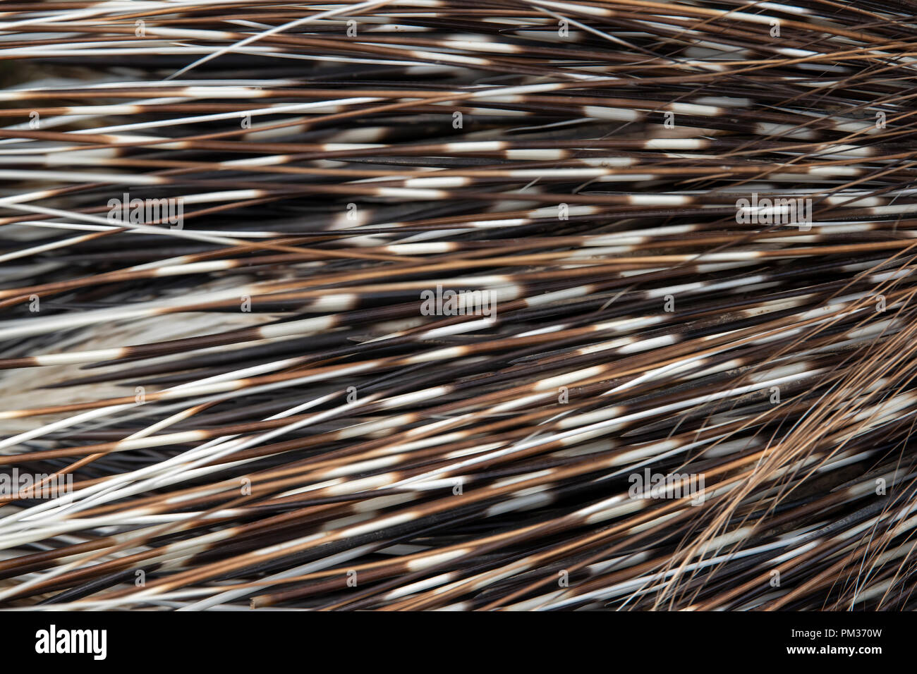 Porcupine quill native hi-res stock photography and images - Alamy