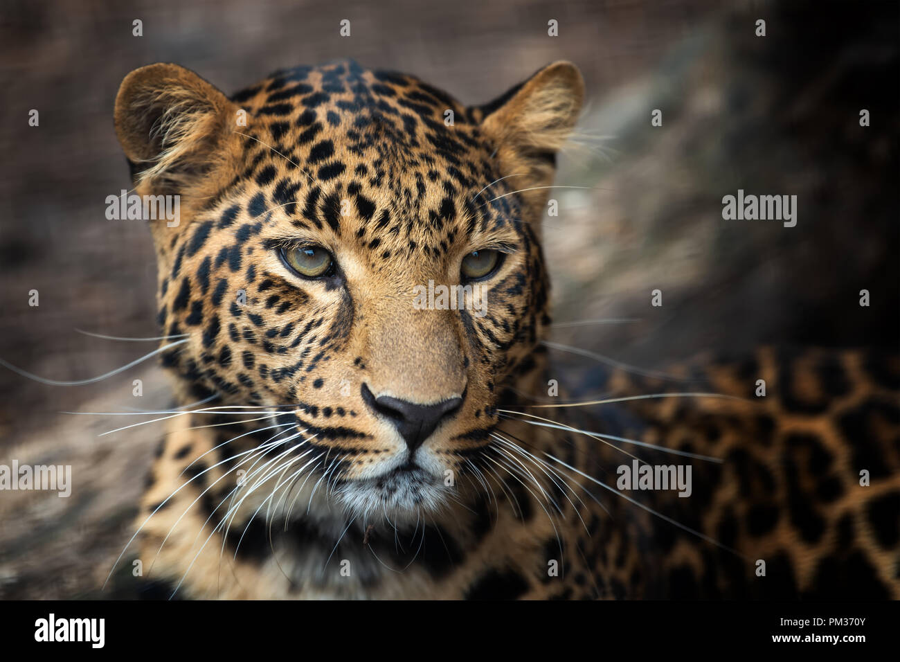 Close up young leopard portrait Stock Photo
