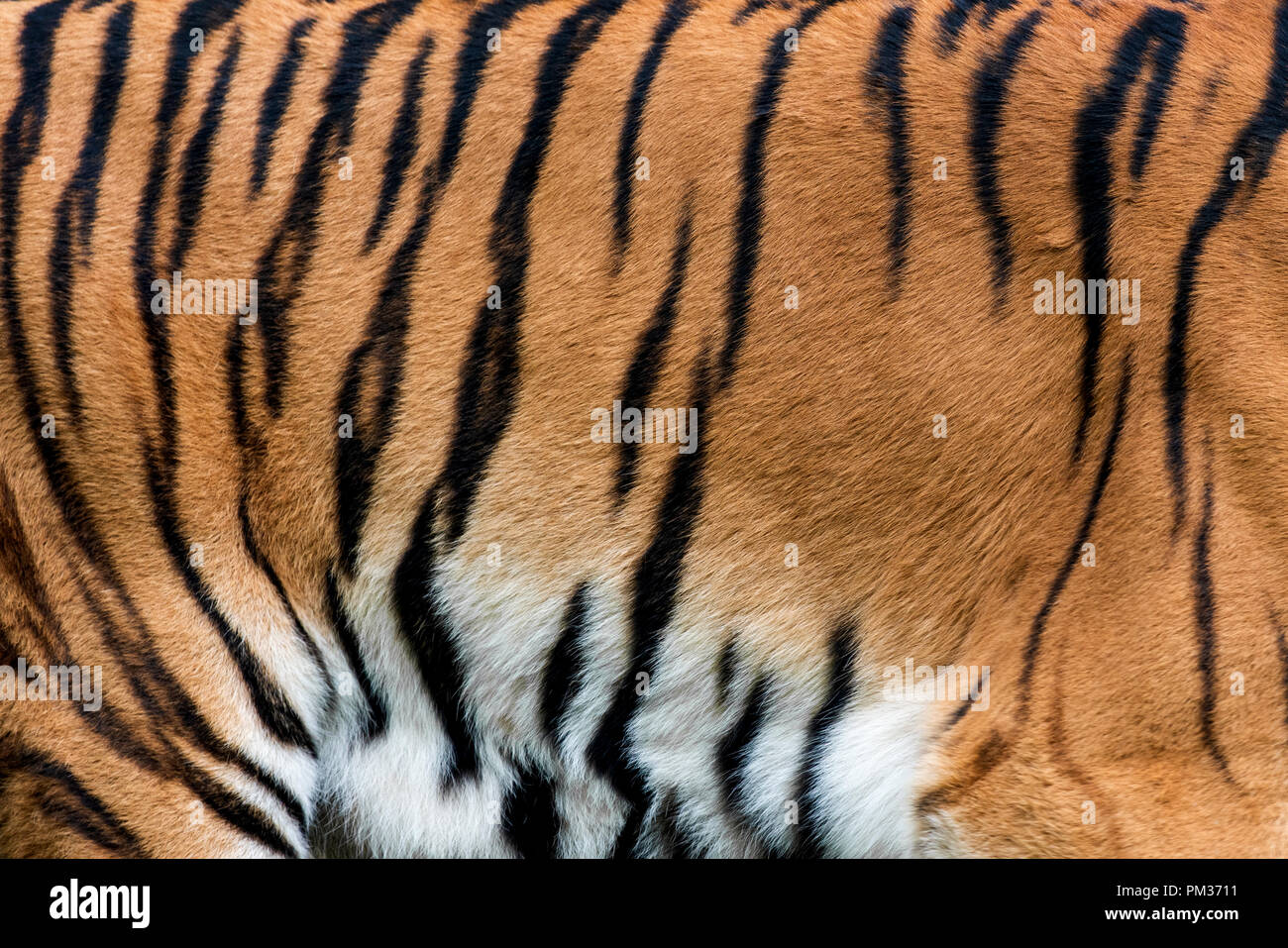 Real tiger skin fur texture for background Stock Photo Alamy