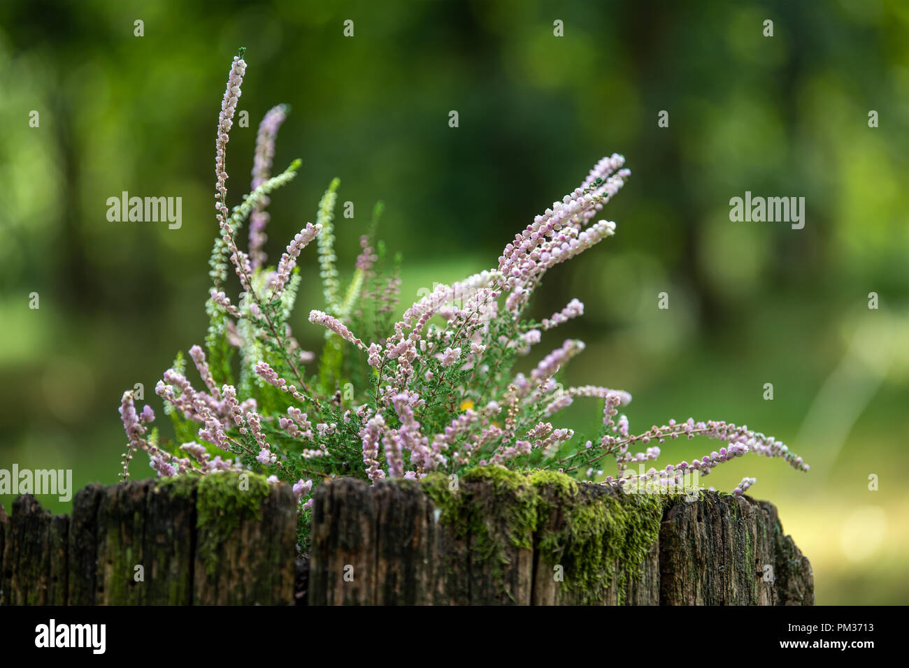 Bunch of Purple Scotch Heather Calluna Vulgaris, Erica, Ling Bush