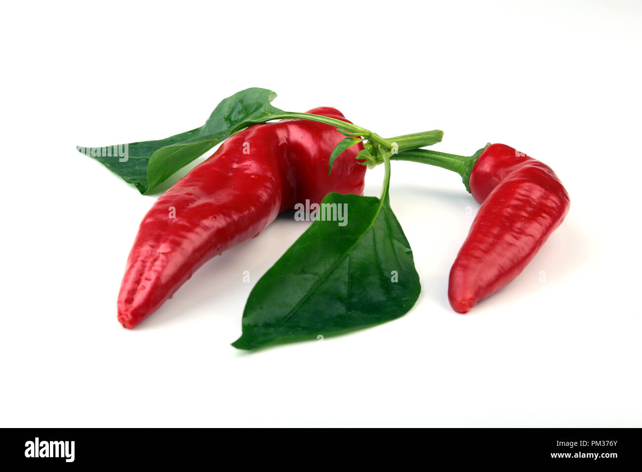 Red hot chili pepper isolated on white background Stock Photo - Alamy