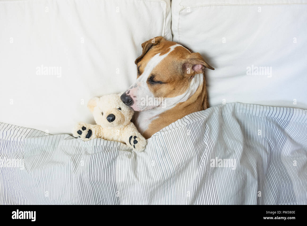 cute dog in bed