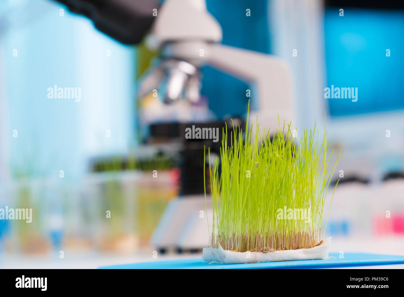 Green plants and scientific equipment in biology laboratary Stock Photo ...
