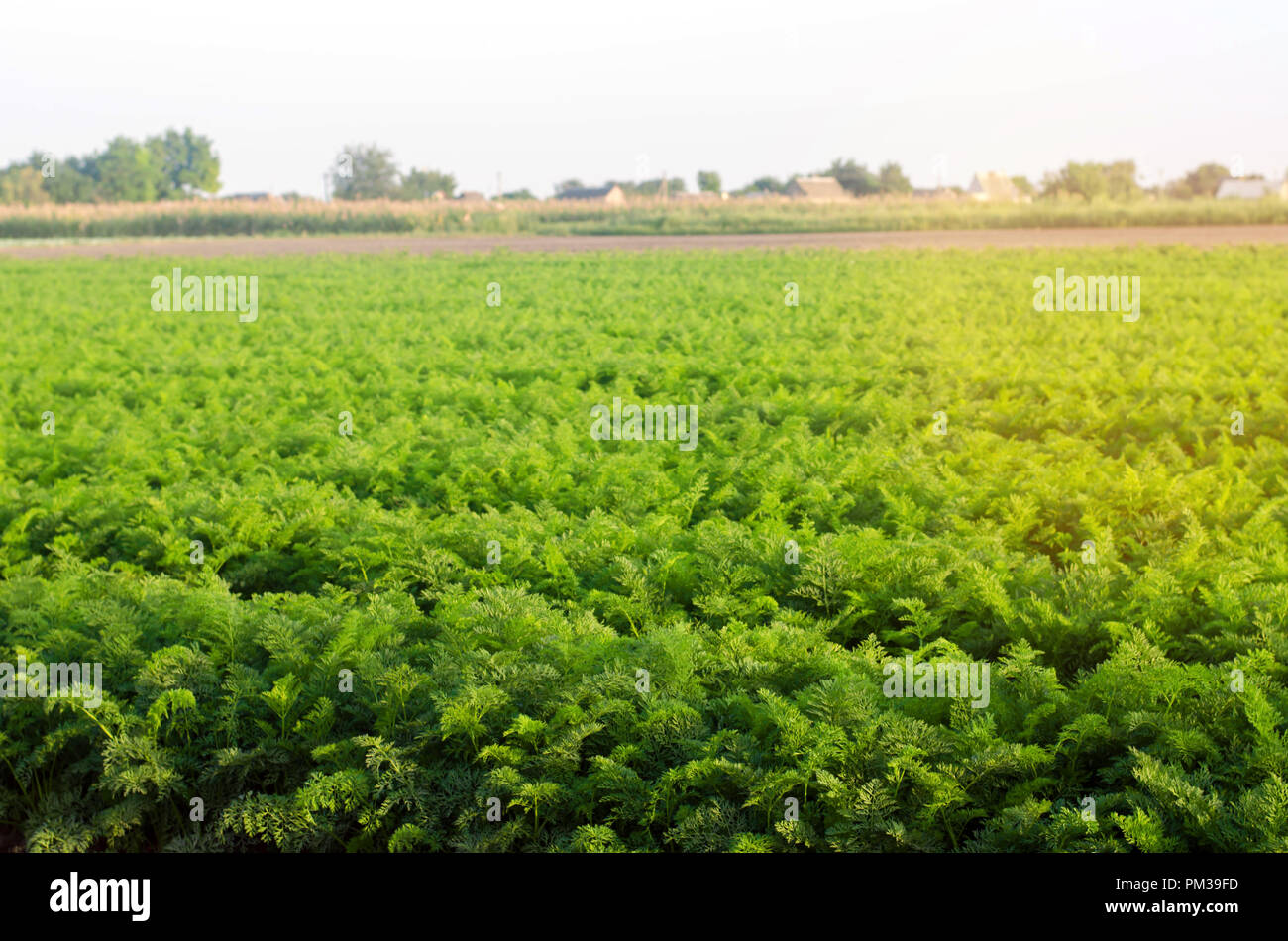 plantations of carrots grow in the field. organic vegetables. landscape ...