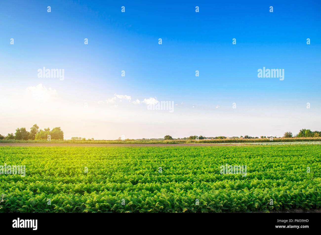 plantations of carrots grow in the field. organic vegetables. landscape ...