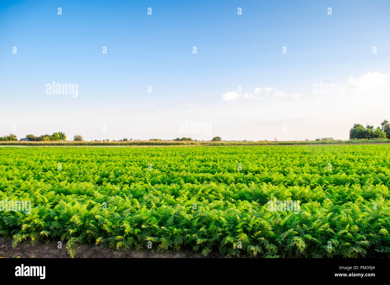 plantations of carrots grow in the field. organic vegetables. landscape ...