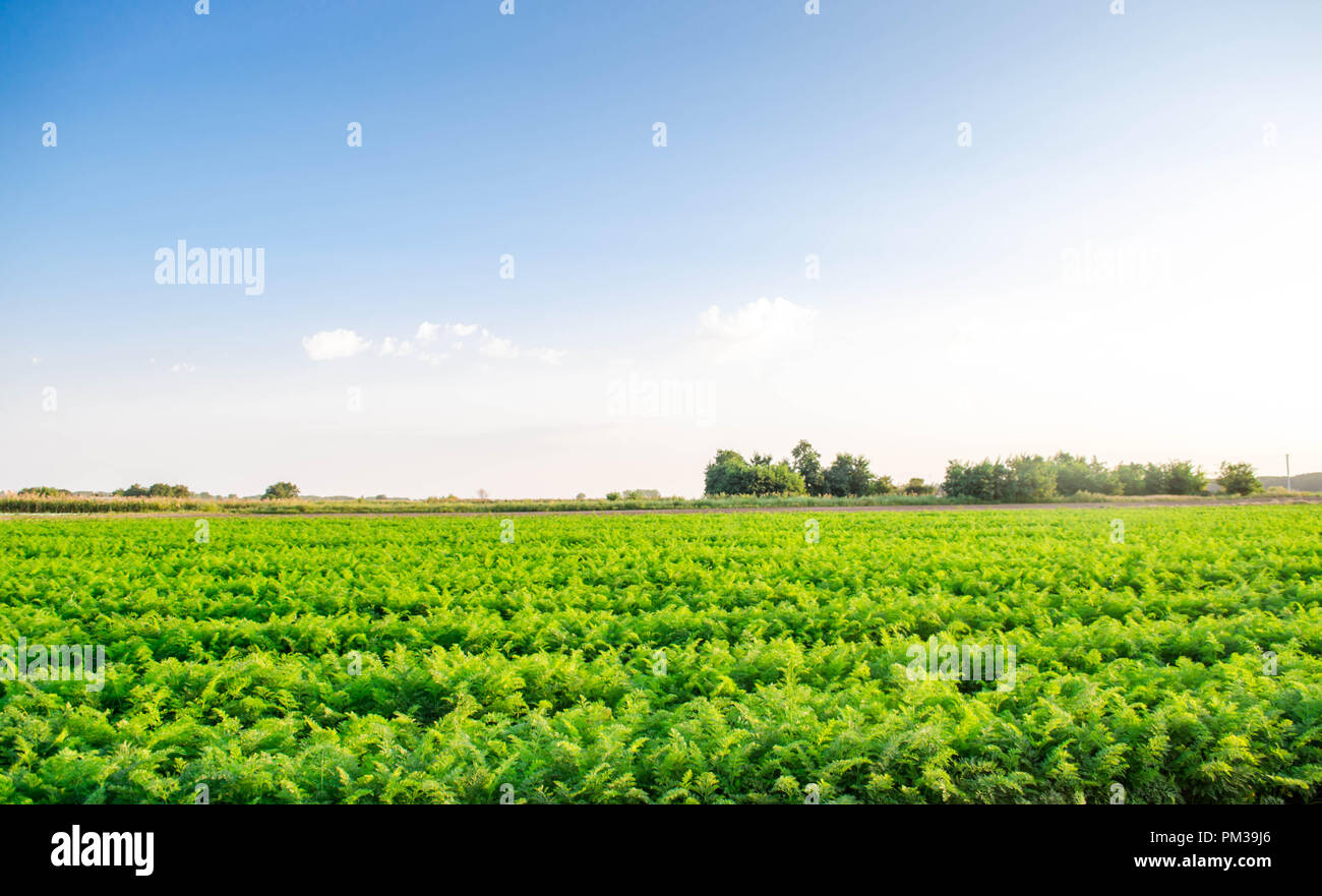 plantations of carrots grow in the field. organic vegetables. landscape ...