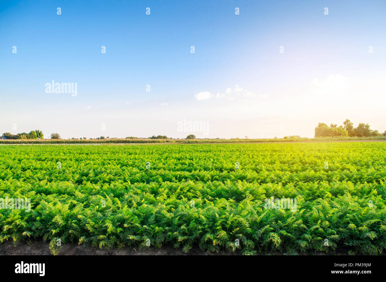 plantations of carrots grow in the field. organic vegetables. landscape ...