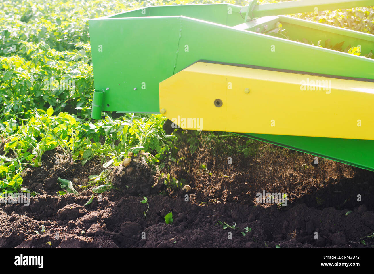 harvesting potatoes on the field. The mechanism of potato harvesting in