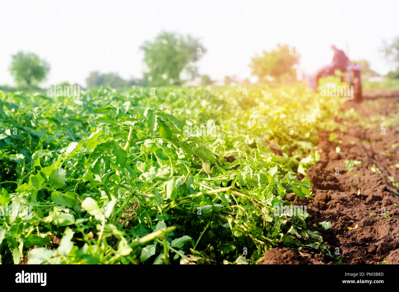 farmer on the tractor works in the field, harvesting of potatoes