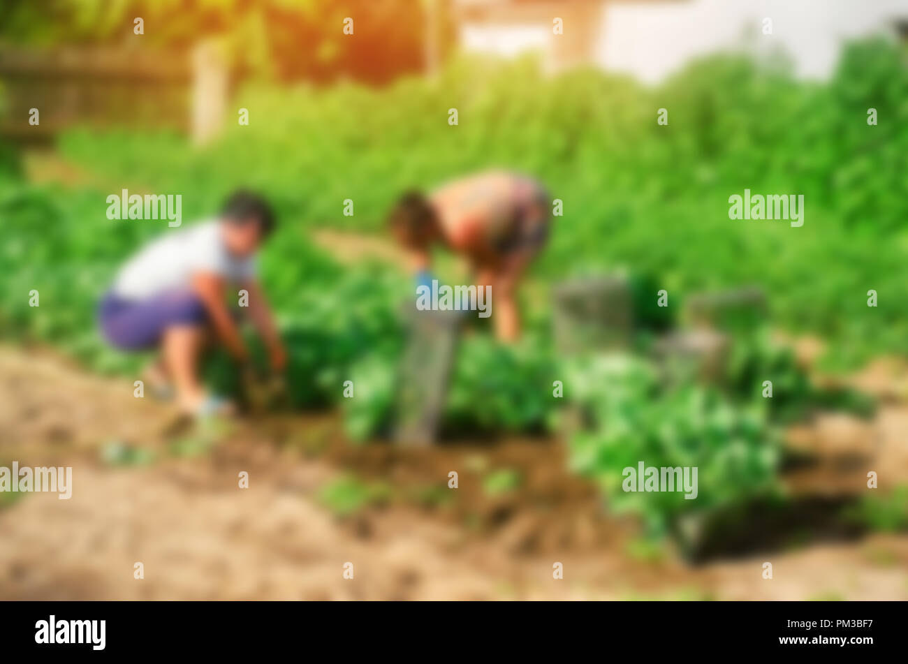 workers work on the field, harvesting, manual labor, farming