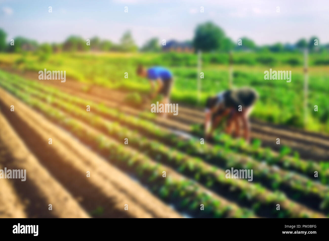 background information in world agriculture