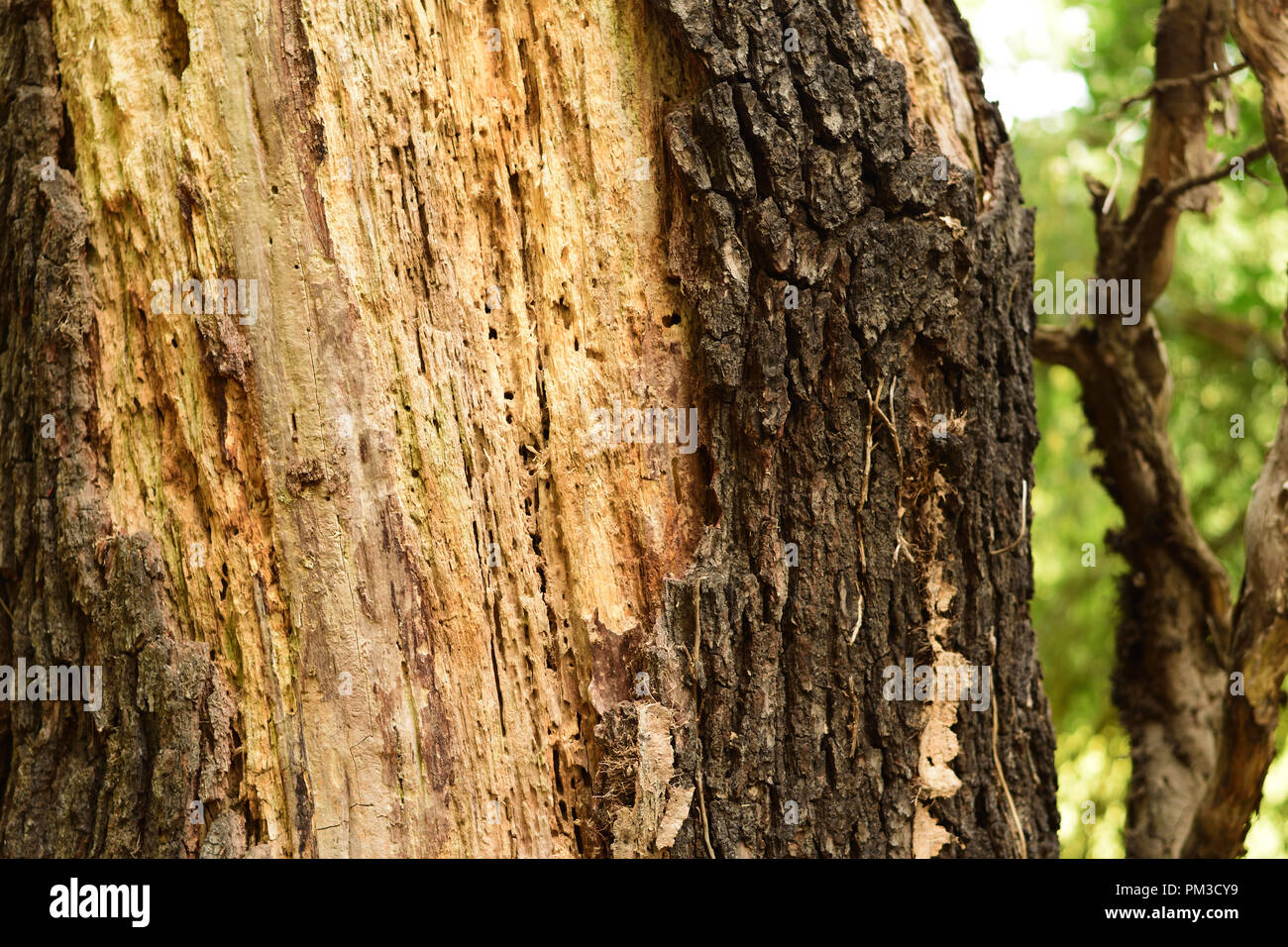 Wounded Tree Larch old growth forest hi-res stock photography and images - Alamy