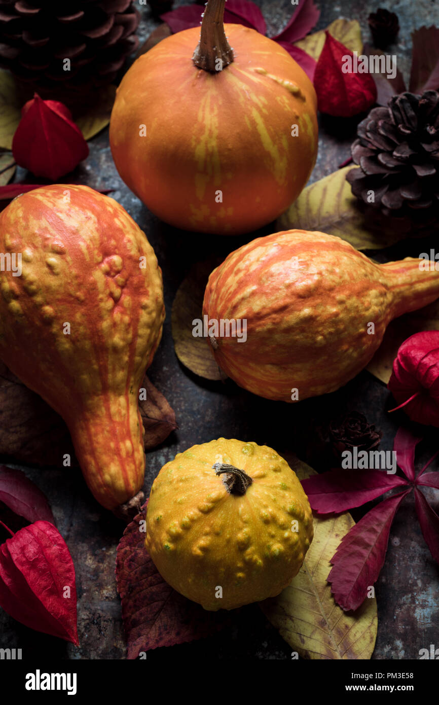 Happy Thanksgiving Background. Selection of various pumpkins on dark metal background. Autumn Harvest and Holiday still life. Autumn vegetables. Stock Photo