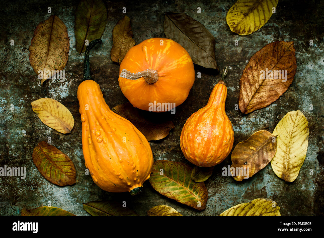 Happy Thanksgiving Background. Selection of various pumpkins on dark metal background. Autumn Harvest and Holiday still life. Autumn vegetables. Stock Photo