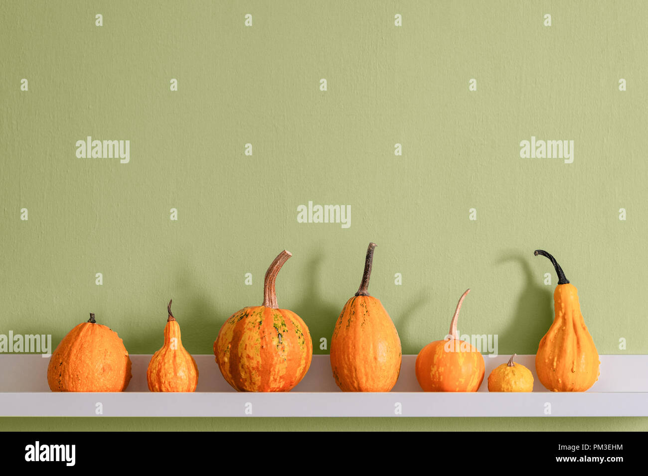 Happy Thanksgiving Background. Selection of various pumpkins on white shelf against green colored wall. Seasonal pumpkins room decoration. Modern mini Stock Photo
