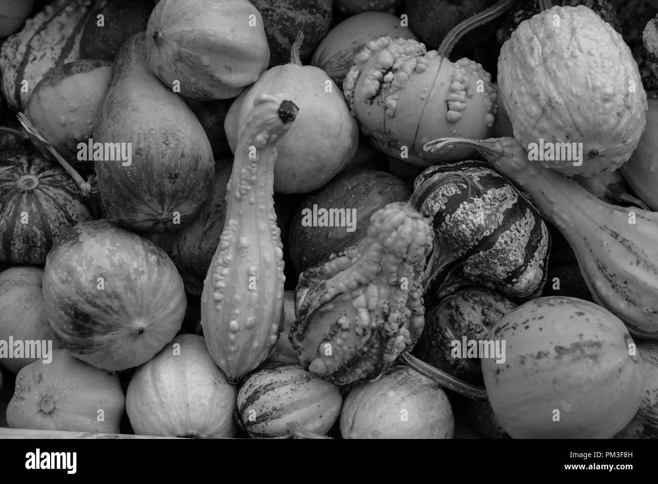 Closeup of pumpkins on a stand Stock Photo
