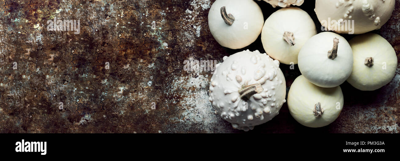 Happy Thanksgiving Banner. Little white pumpkins on rustic metal background with copy space. Autumn Harvest and Holiday minimal still life. Stock Photo