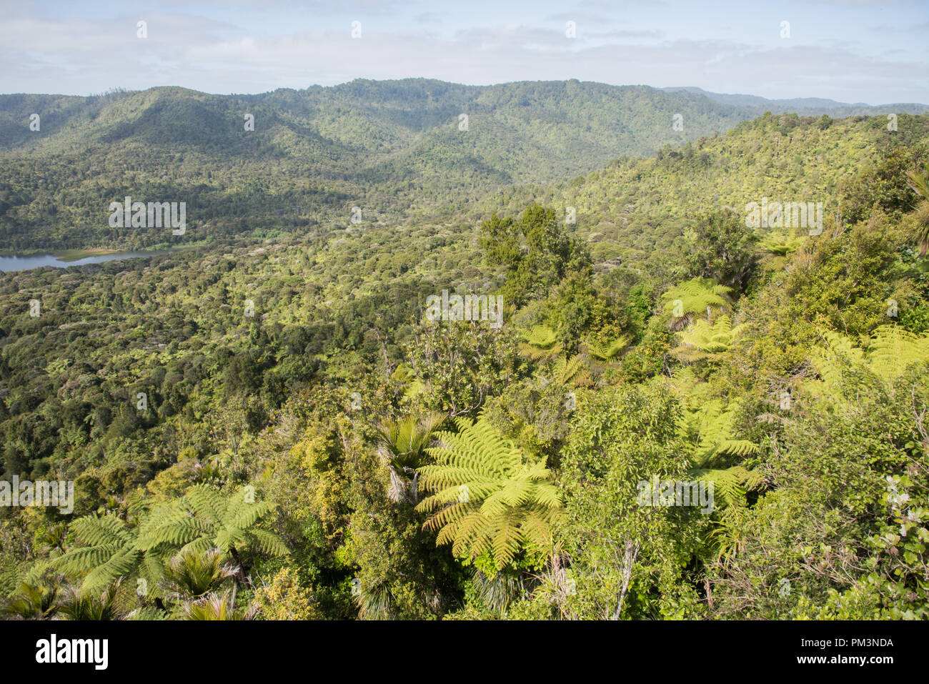 Natural lush forest with fern trees in the Waitakere Ranges in Auckland, New  Zealand Stock Photo - Alamy