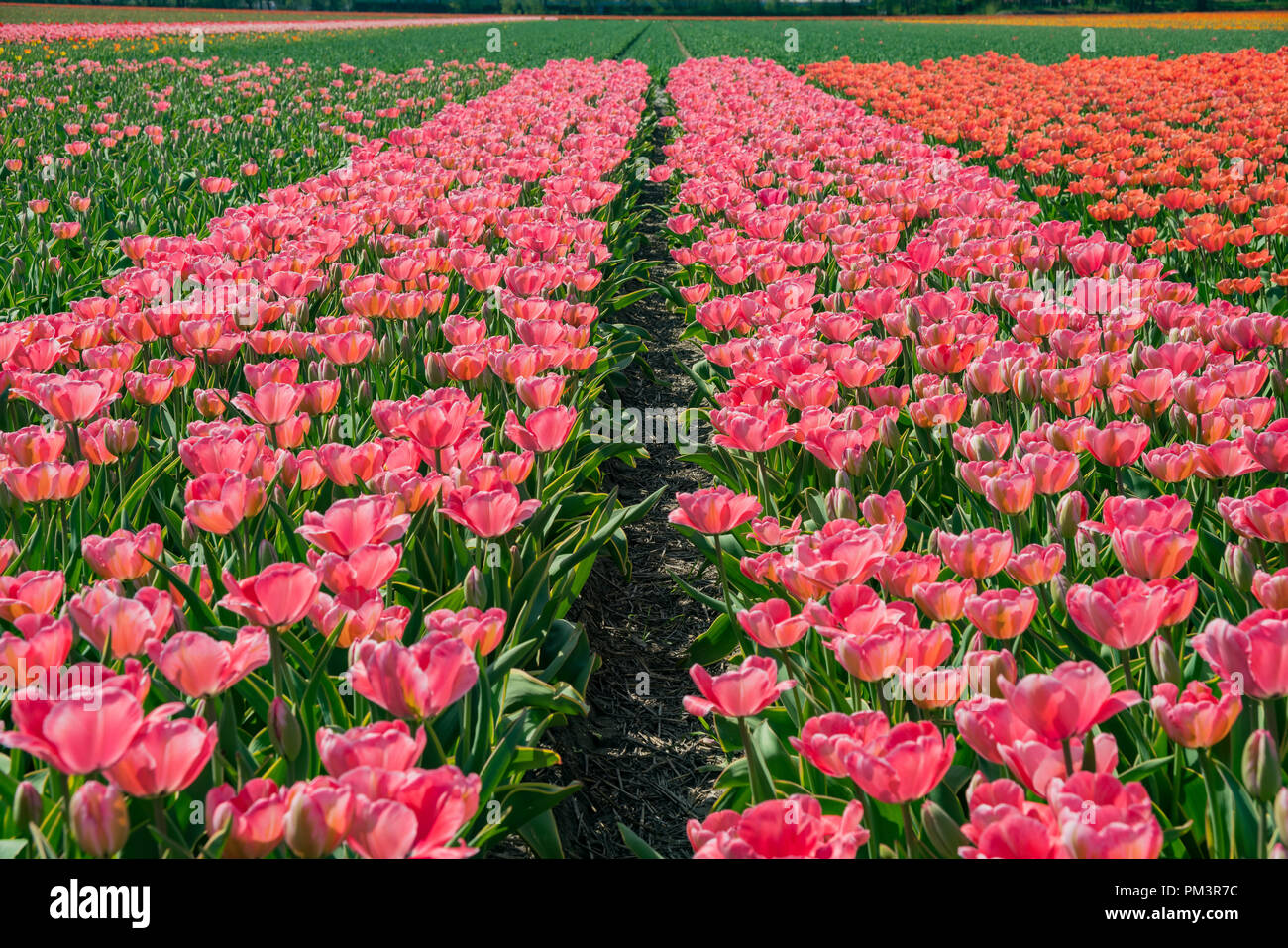 Tulips farm blossom near the famous Keukenhof at Lisse, Netherlands