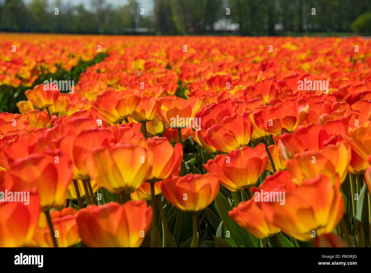 Tulips farm blossom near the famous Keukenhof at Lisse, Netherlands