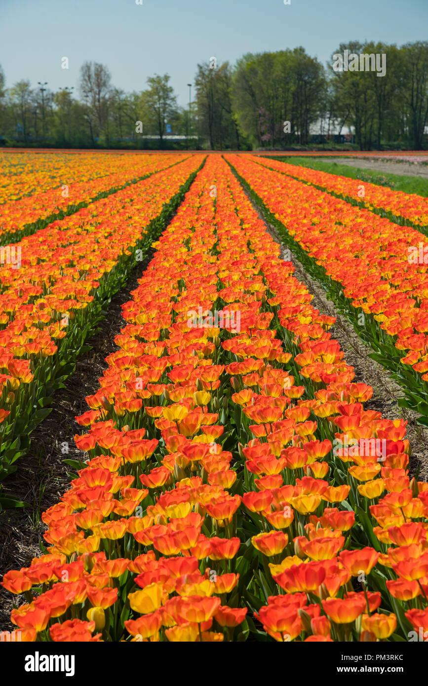 Tulips farm blossom near the famous Keukenhof at Lisse, Netherlands