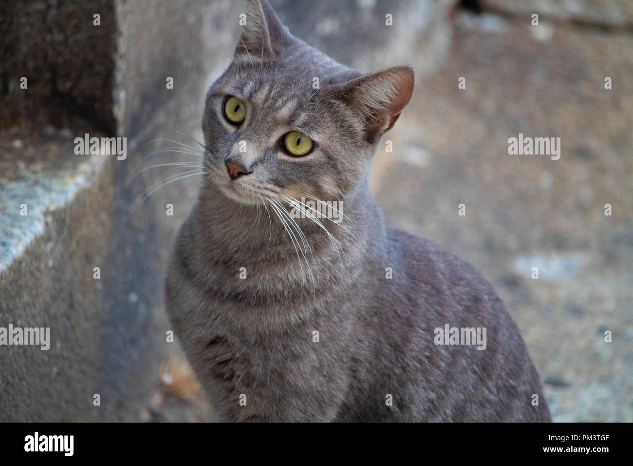 Awesome cute isolated grey cat portrait on street Stock Photo