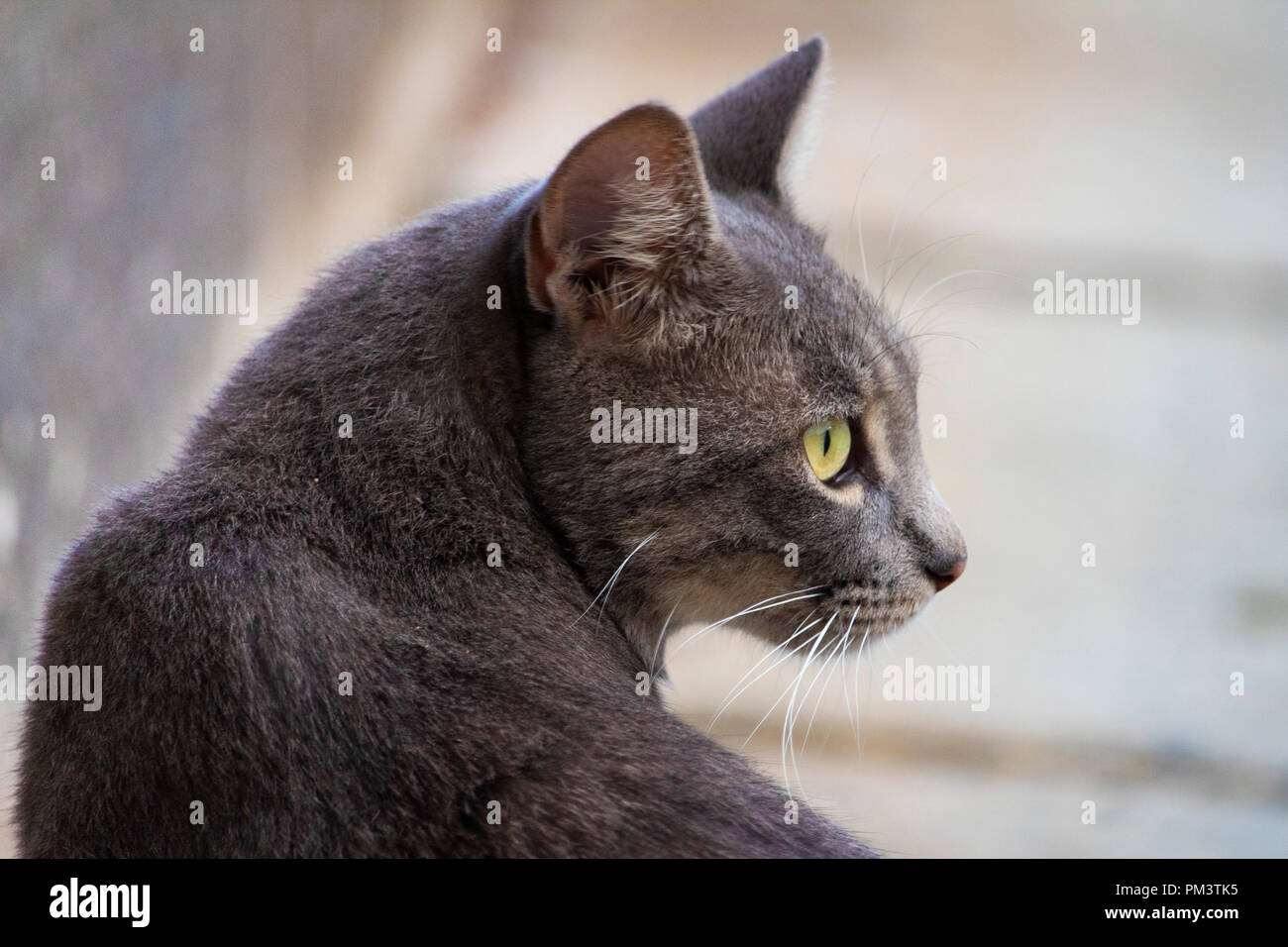 Awesome cute isolated grey cat portrait on street Stock Photo