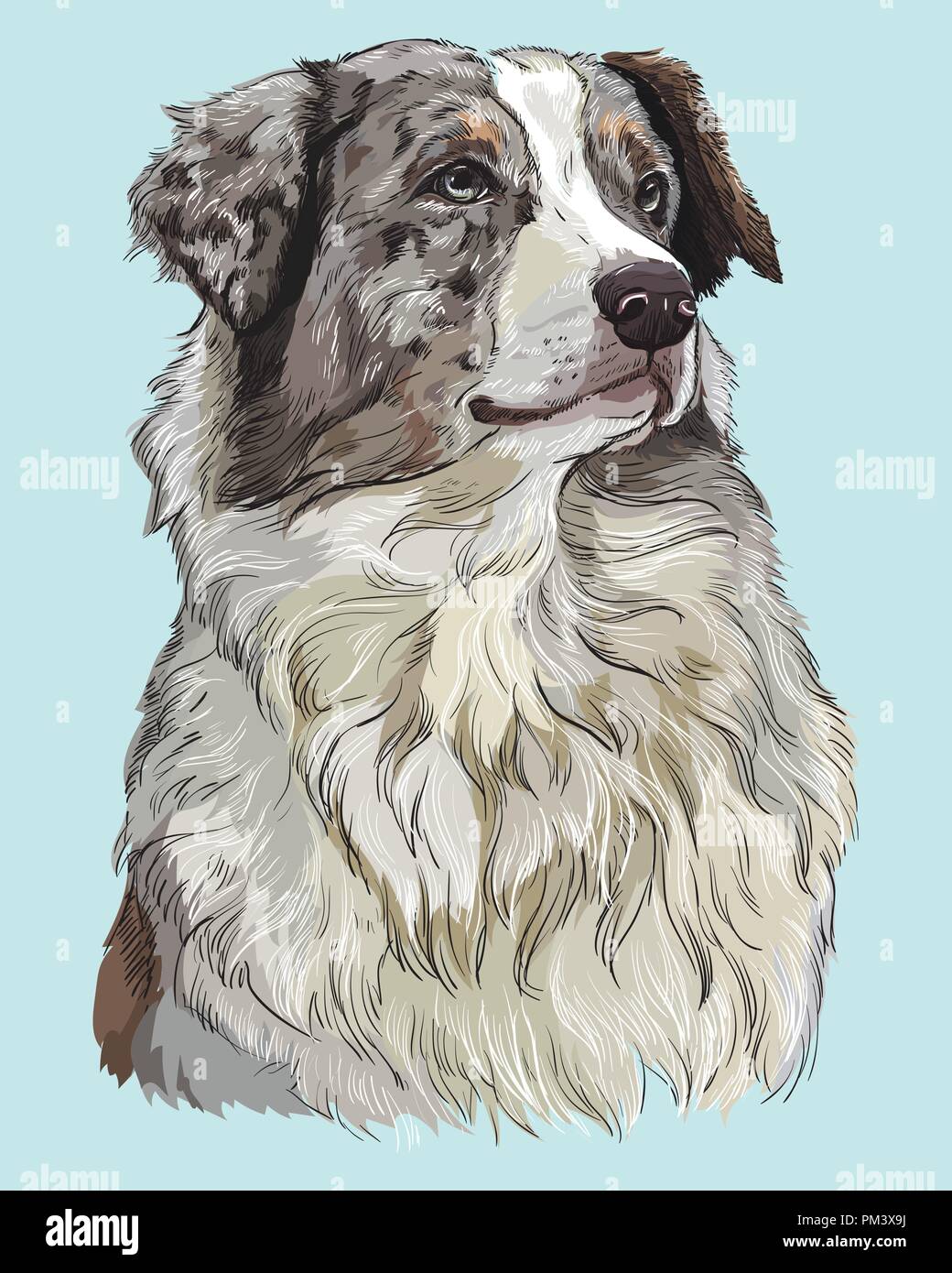Australian shepherd vector hand drawing illustration in different color on turquoise background Stock Vector