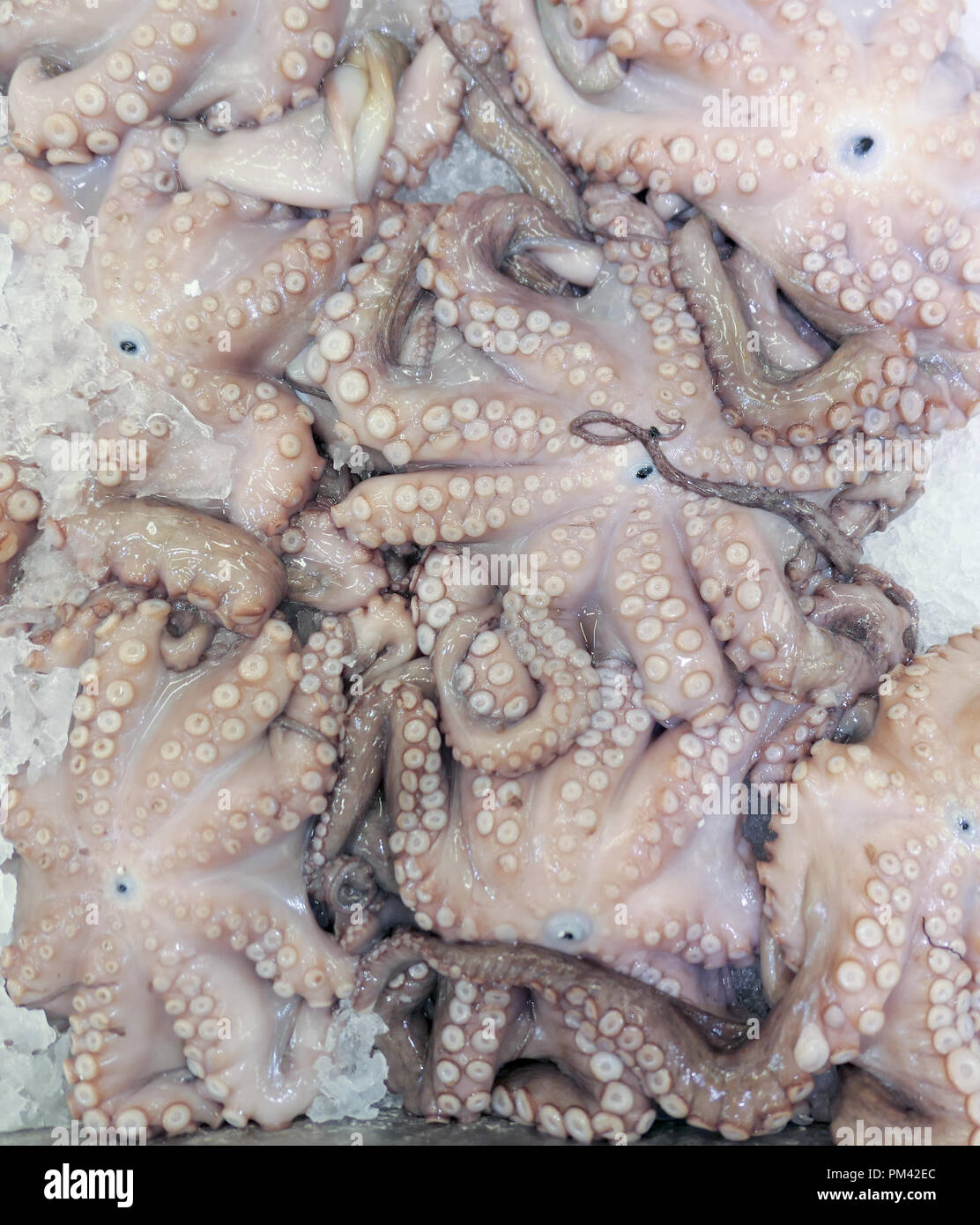 Fresh octopuses at a market Stock Photo