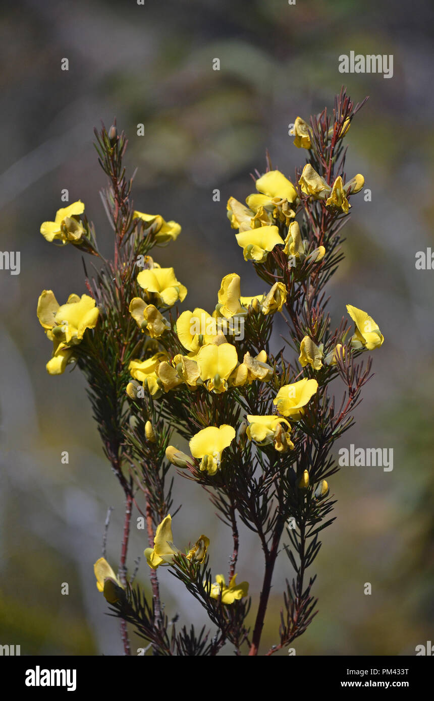 Yellow flowers of the Australian native Large Wedge Pea, Gompholobium grandiflorum, Royal National Park, Sydney, Australia. Spring flowering. Stock Photo