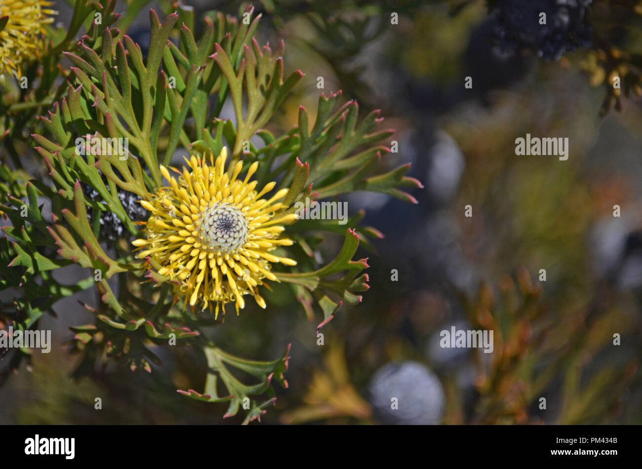 Australian native broad-leaf drumstick flower and fruit, Isopogon anemonifolius, growing in heath in the Royal National Park, Sydney, New South Wales, Stock Photo