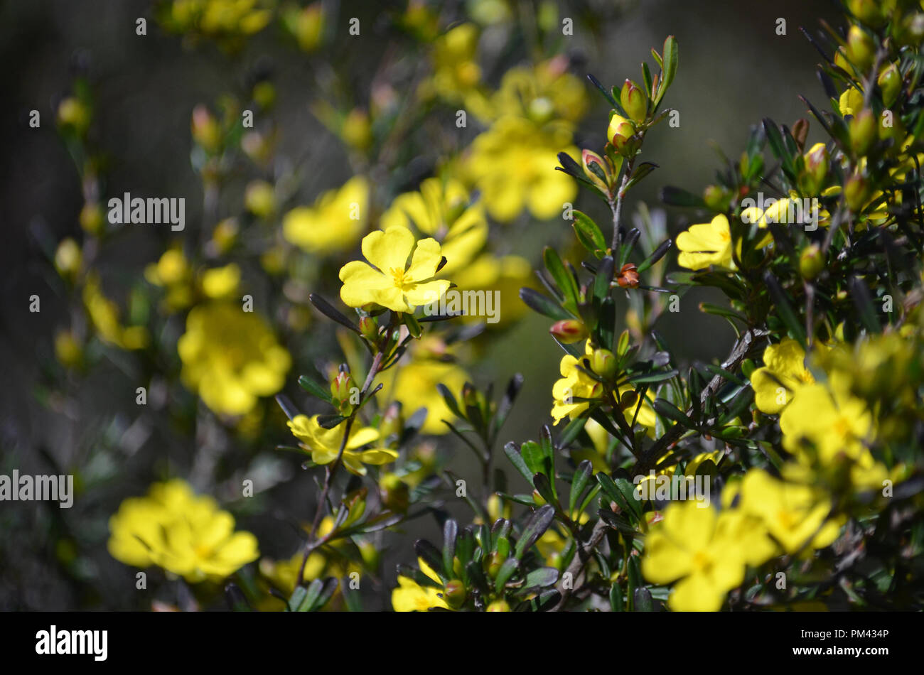 Yellow flowers of the Australian native Hibbertia monogyna, family Dilleniaceae, growing in heath in the Royal National Park, Sydney, New South Wales, Stock Photo