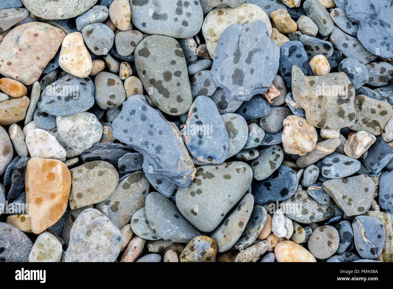 Rain-spotted pebbles at Aberfforest Beach, near Dinas Head, Dinas Cross, Pembrokeshire, Wales Stock Photo