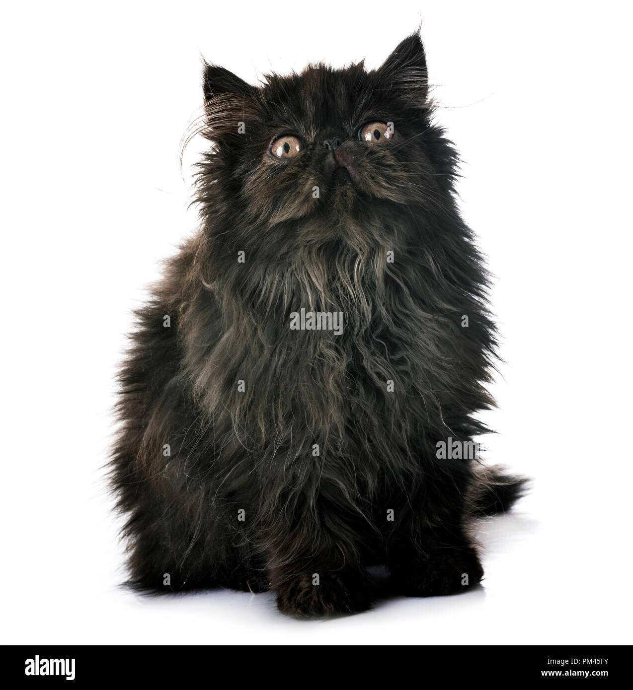 Black Persian Kitten In Front Of White Background Stock Photo