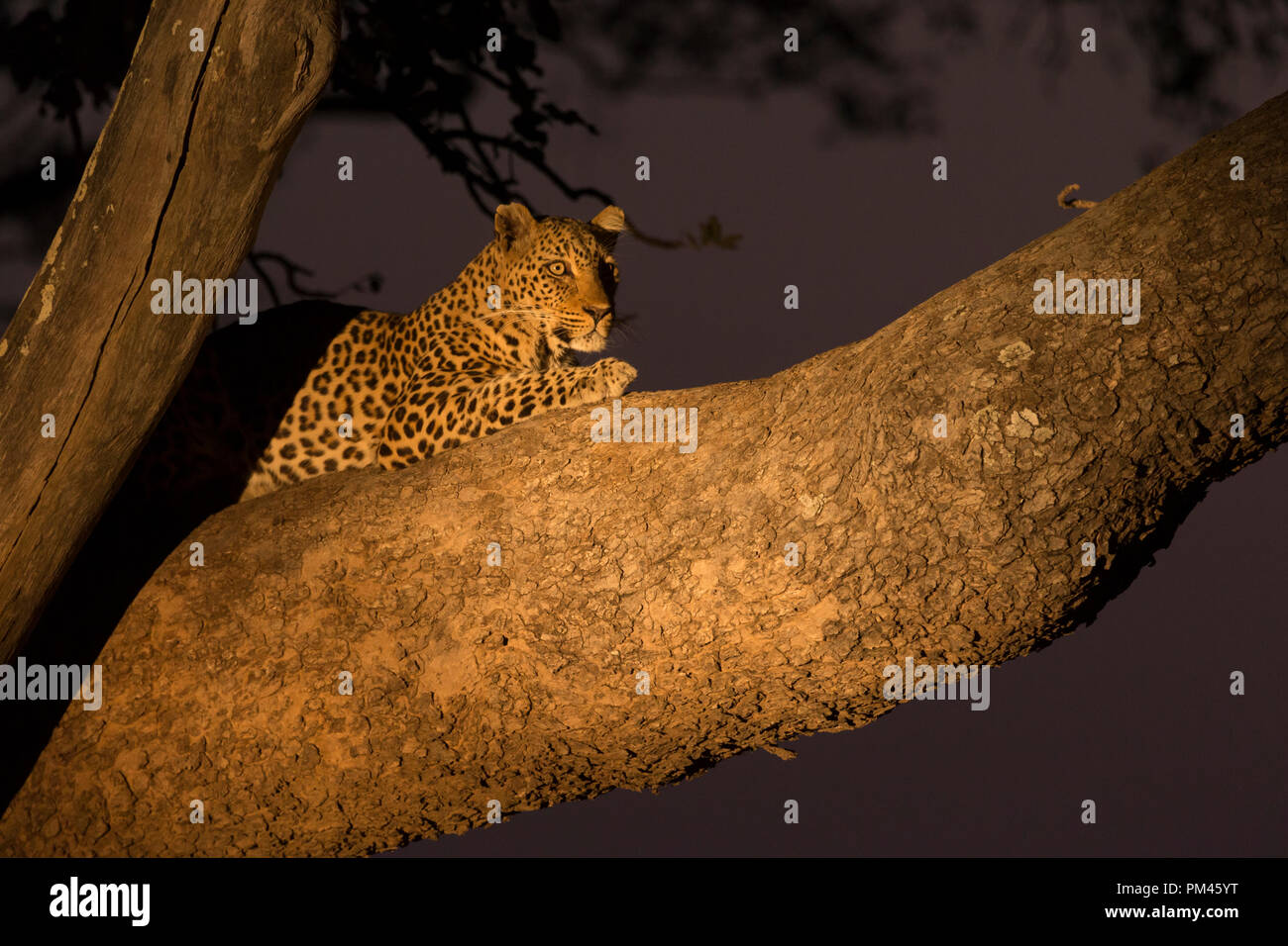 Leopard wild animal South Luangwa Zambia Africa wildlife Stock Photo