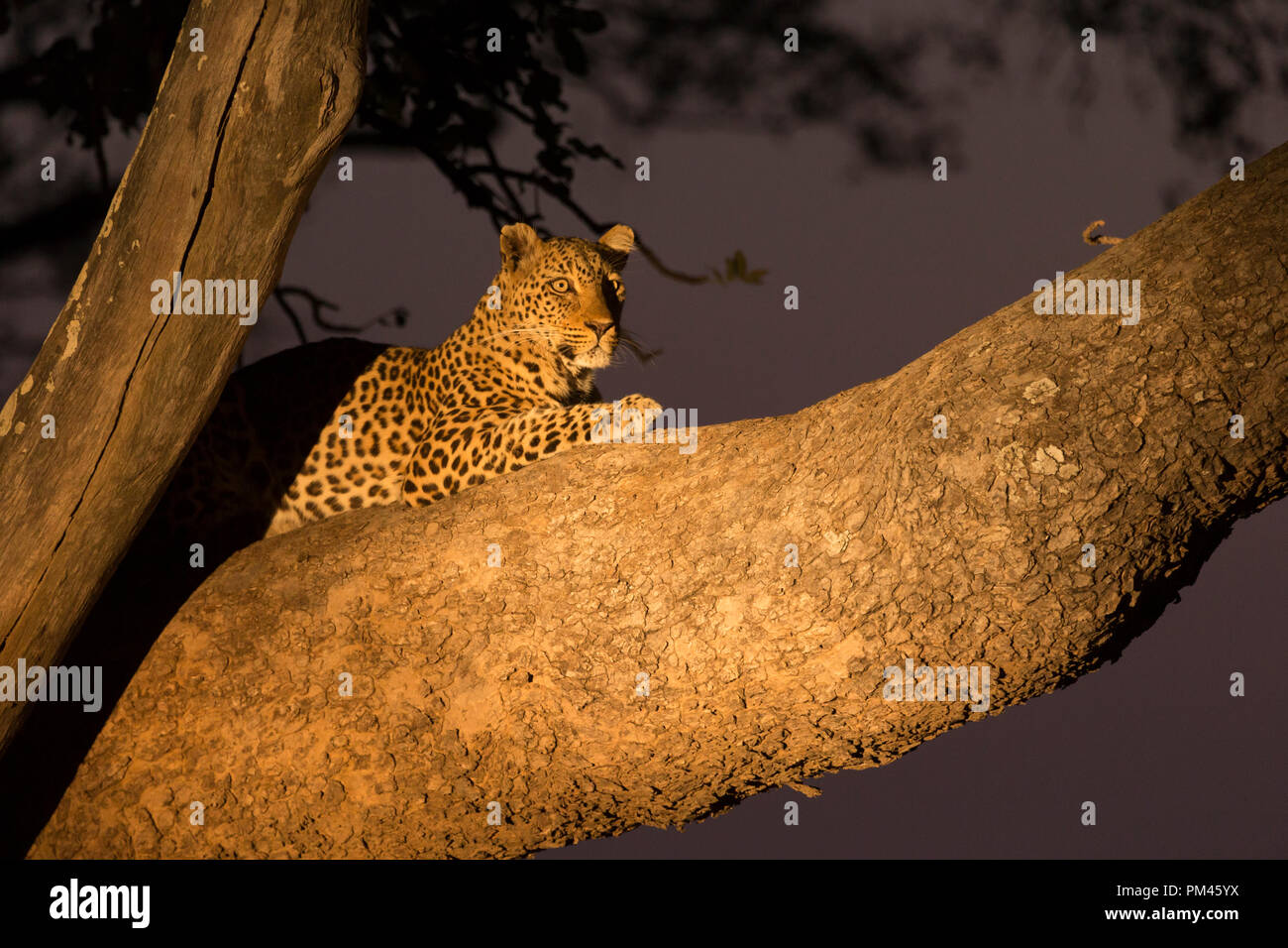 Leopard wild animal South Luangwa Zambia Africa wildlife Stock Photo