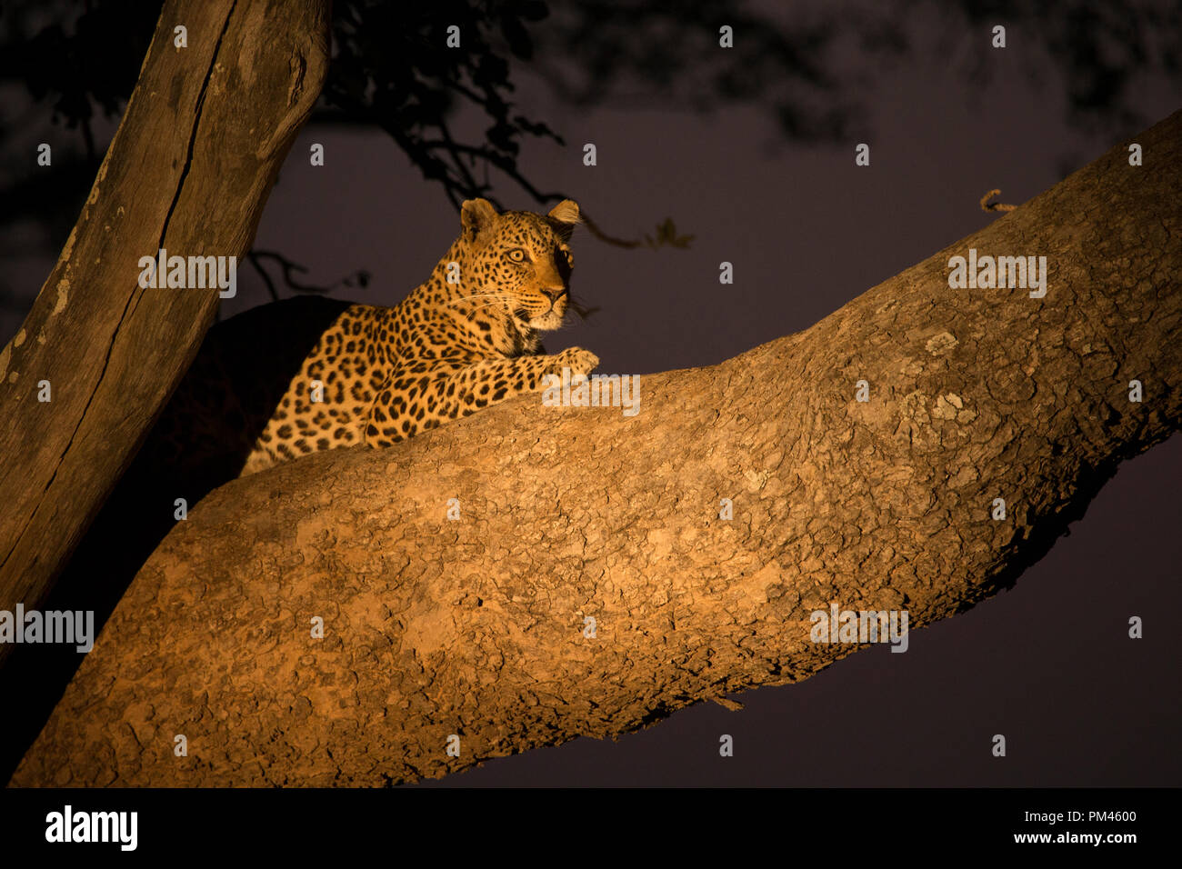 Trophy hunt leopard hi-res stock photography and images - Alamy