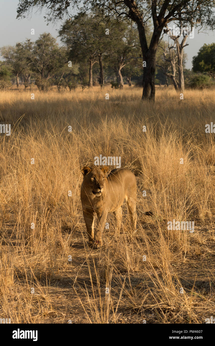 Leopard lion wild dogs animal South Luangwa Zambia Africa wildlife Stock Photo